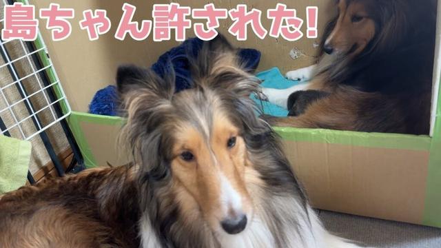 【シェルティ】島ちゃん許された💕【嬉しそう】