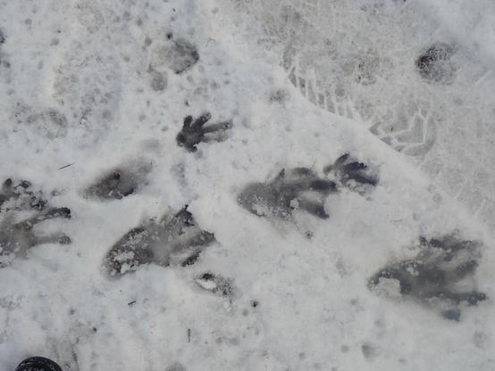 dunkle fußspuren sind im nicht tiefen schnee zu sehen, neben einigen hellen, neueren stiefelabdrücken. sie haben zwei verschiedene größen, kleine fünf-fingerige mit sehr kleinen handtellern und deutlich größere, ebenso fünf-fingerig, aber mit weit größeren handtellern bzw fußsohlen und wenn man genau hinsieht, erkennt man dass zwischen den zehen der größeren abdrücke schwimmhäute sich abzeichnen. das ist zwar kein schwarz-weiß-bild, es zeigt aber trotzdem keine farben, nur grautöne.