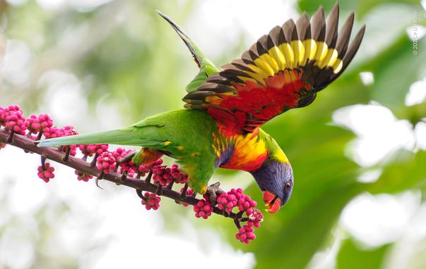 Rainbow lorikeet feeding on umbrella tree flowers and fruit, wings spread for balance in the wind.