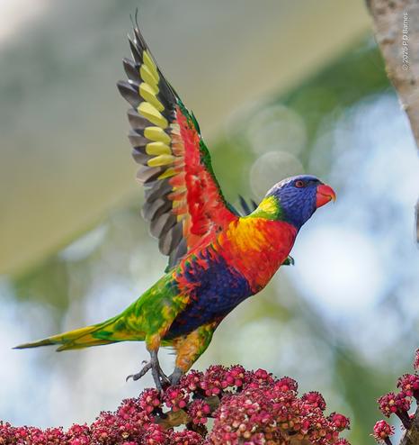 A rainbow lorikeet taking off after a meal on the umbrella tree flowers and fruit.