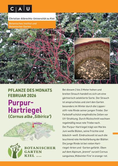Plakat - obere Hälfte ein Foto der Pflanze - untere Hälfte Text: Bei diesem 2 bis 3 Meter hohen und breiten Strauch handelt es sich um eine gärtnerisch selektierte Sorte. Der Strauch ist anspruchslos und ziert den Garten besonders im Winter durch die Lippen stift-rote Rinde seiner jungen Triebe. Der Farbstoff schützt empfindliche Zellen vor 
UV-Strahlung. Durch Rückschnitt wachsen regelmäßig neue rote Triebe nach. Der Purpur-Hartriegel trägt von Mai bis Juni weiße Blüten, seine Früchte sind bläulich-weiß. Eindrucksvoll ist auch die leuchtend rote Herbstfärbung der Blätter. Die junge Rinde ist bei vielen Hartriegel-Arten und -Sorten gefärbt. 
Oben auf dem Alpinum „brennt“ zurzeit Cornus sanguinea ‚Midwinter Fire‘ in orange-rot.