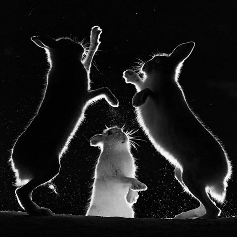 Black and white photograph of three rabbits dancing