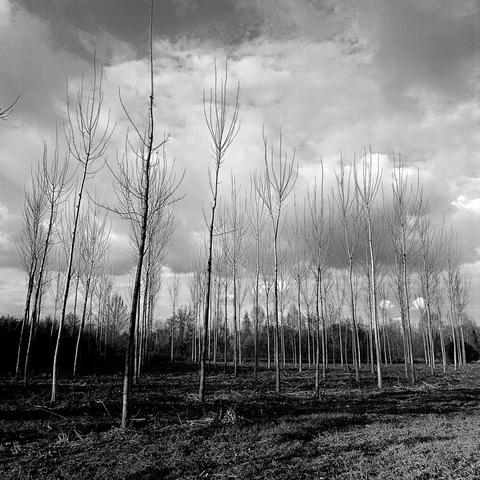 Filare di pioppi si nuvole grigie foto in bianco e nero.