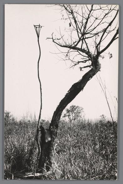 The image displays a striking monochromatic photograph of an arid, barren landscape. A solitary street lamp stands in stark contrast to the leafless tree that dominates the foreground on its right side. The silhouette of the tree branches extends upwards and to the left, creating intricate patterns against the sky with sparse vegetation surrounding it. In the distance, a second bare tree is visible alongside what appears to be shrubs or low-lying bushes indicative of arid conditions. This scene suggests a desolate environment, evoking feelings of isolation or abandonment through its minimalist composition and lack of color which typically conveys vitality in nature scenes.