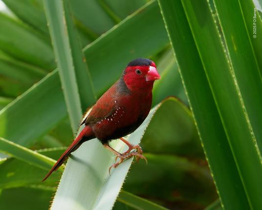 Crimson finch perched in pandanus