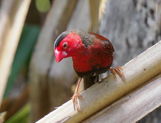 Crimson finch perched on dead pandanus
