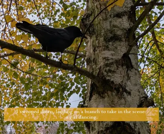 A crow perched in an autumn tree. The leaves: green and gold.
Caption is a yellow-brown box: "I swooped down, landing on a branch to take in the scene: a girl dancing."