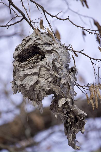 Paper wasp next from last year