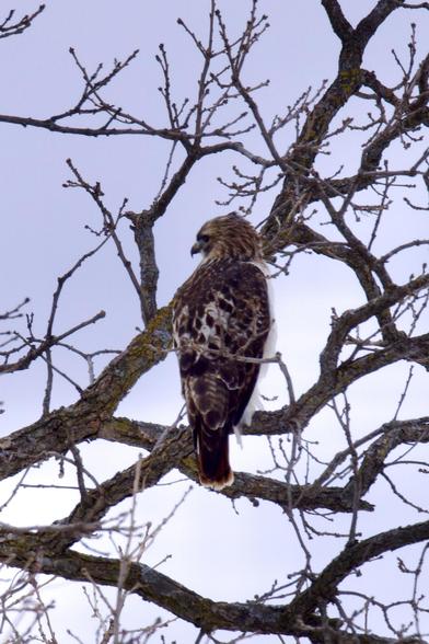 Red-tailed hawk in an oak tree