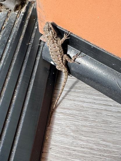 A small brownish-grey lizard with triangular spots in rows is clinging to the weather stripping at the bottom of my orange front door, basking in the warm sun.