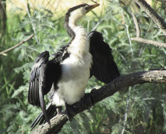 A medium sized black and white bird on a branch with their wings outstretched