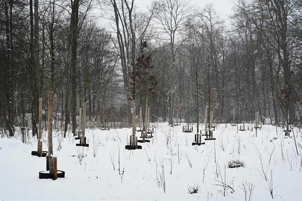 Young trees with their trunks in a straw cover, on a white snow covered  meadow in front of bare trees