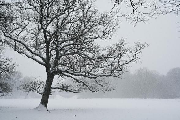 A single large tree with snow on its branches at the edge of a snow covered field