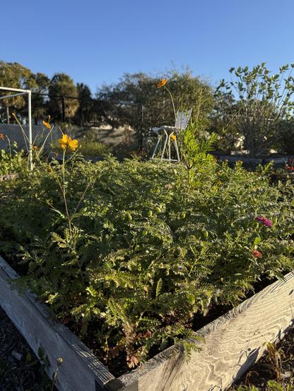 Black chickpea plants look ok. However, some pink flowers have turned purple. That’s not good, I suppose. Tongho, other lettuces, zinnias, cosmos, Mexican mint and other plants are surviving for now.