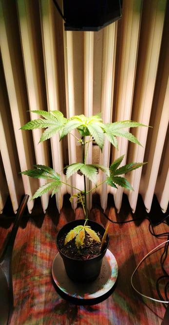 Ein einzelner, etwa 40–50 Zentimeter hoher Topf­pflanze steht in einem schwarzen Plastiktopf auf einem bunten Untersetzer auf einem Holzfußboden. Die Pflanze hat einen dünnen, geraden Hauptstamm mit mehreren Etagen langer, schmaler, gezackter Blätter, die an eine Hanfpflanze erinnern. Die oberen Blätter wirken gesund und hellgrün, während die unteren Blätter gelblich verfärbt sind und teilweise herabhängen. Über der Pflanze hängt eine Kunstlichtlampe, deren Licht von hinten durch senkrechte, helle Heizkörperlamellen fällt und lange Schatten wirft. Rechts im Bild liegen lose, helle Stromkabel auf dem Boden, links ist der Rand eines dunklen Möbelstücks oder Stuhls zu sehen.