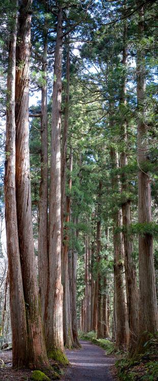 Anamorphic panoramic photo of the cedars at Togakushi Okusha, Nagano.