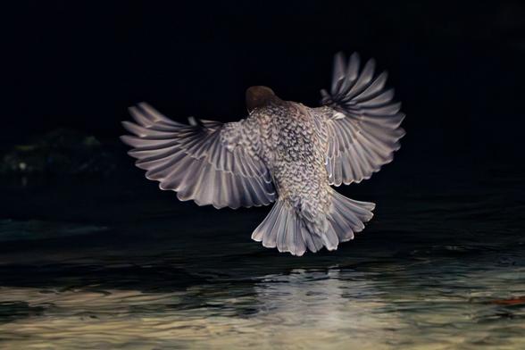 Eine Wasseramsel (Cinclus cinclus) im Flug knapp über der Wasseroberfläche. Die Flügel sind weit ausgebreitet, jede einzelne Schwungfeder ist sichtbar. Das Gefieder wirkt grau-braun gesprenkelt, der Kopf ist leicht nach unten geneigt. Der Hintergrund ist sehr dunkel, das Wasser unter dem Vogel zeigt leichte Reflexionen.