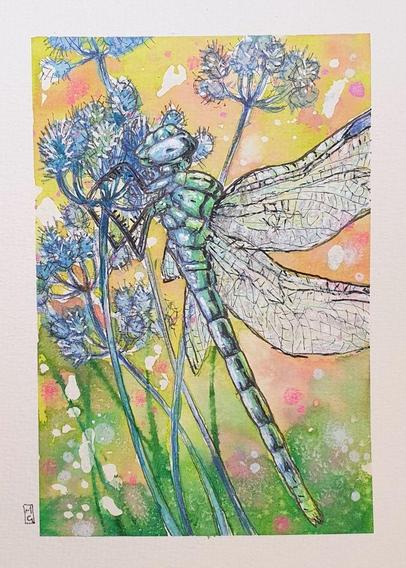 A small painting of a blue and green dragonfly resting on blue flowers. The painting has a background of greens and pink in watercolour.
Amazing eyes, agility and hunting strategies make dragonflies Earth's most successful predators.
An original art work, please note that the frame is not included.
Watercolour and mixed media on acid free high quality watercolour paper
5 by 7 inches (12.7 by 17.8 cm).