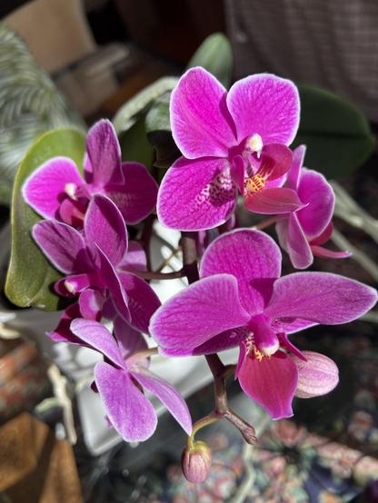 Small purple orchids in bright sunshine. The petals are outlined with white, and there's a tiny touch of yellow/orange at the centers.