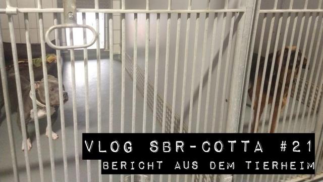 Thumbnail des Videos. Zwei Hunde in 2 getrennten Zwinger-Boxen. Zu lesen ist: Vlog SBR-Cotta #21, Besuch im Tierheim