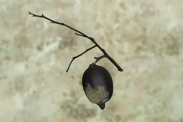 I progetti di Claire Tabouret per le nuove vetrate di Notre-Dame saranno esposti a Parigi. Le vetrate, commissionate dal Ministero della Cultura francese dopo il devastante incendio del 2019, hanno scatenato un dibattito sulla conservazione storica. I progetti per sei controverse nuove vetrate per la Cattedrale di Notre-Dame a Parigi sono stati esposti in una nuova mostra al Grand Palais. #arte #IprogettidiClaireTabouret #sagrafica #grafica #enkey #carbonia #sardegna #sardinia