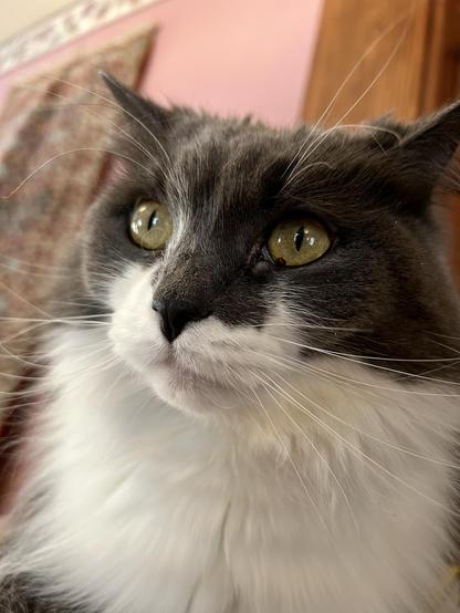 Closeup portrait of a floofy grey and white kitty with a concerned expression. Her ears are a little bit back.