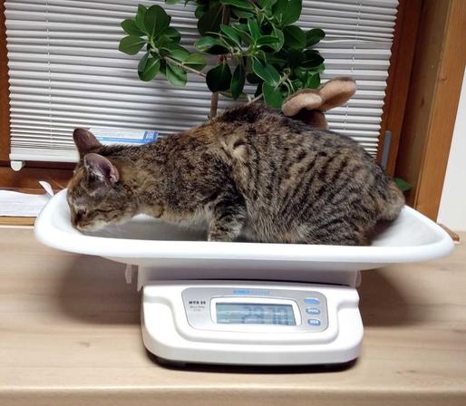Katze Lilly steht auf einer weißen digitalen Waage. Die Anzeige zeigt deutlich 2970 g.