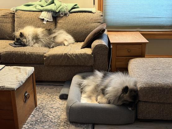 Two fluffy Keeshond dogs are resting in a cozy living room. One dog lies lengthwise on a couch while the other sleeps in a dog bed beside the couch. A small wooden table is nearby, and a blanket is draped over the sofa. The atmosphere is calm and both dogs are clearly relaxed.