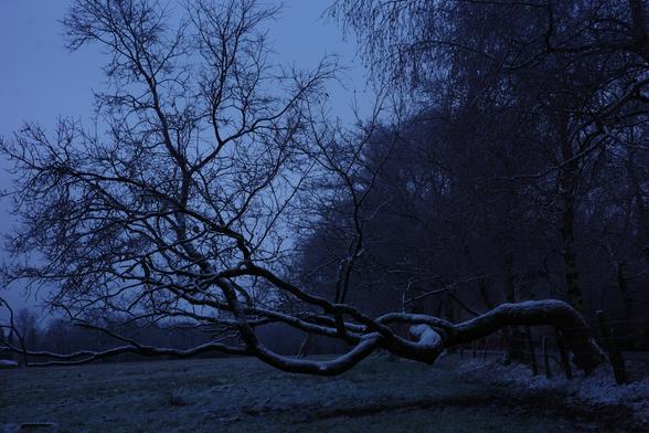 One of my favorite trees a few days ago: covered with a thin layer of snow and defying gravity: A large oak tree, probably struck by a tank in its youth, has grown horizontally across a meadow from a height of 1.2 meters. In this photograph taken last night (30-second exposure time; hence the bright sky), it is covered with a thin layer of snow that looks like icing.