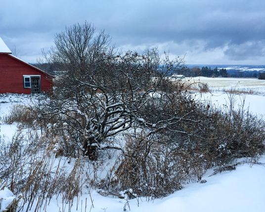 Quince and rose, town of Ulysses, Finger Lakes, upstate New York. February 7, 2018.

Phone | traditional treatment in LR Mobile.