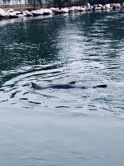 Seal doing a lazy backstroke in the water with rocks and shoreline in background.