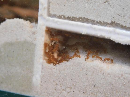 An ant farm with a cavity dug out from the sand, revealing a sizeable pile of ants. Little blobby larvae are crawling on the glass, and two ants are talking to each other on the side.