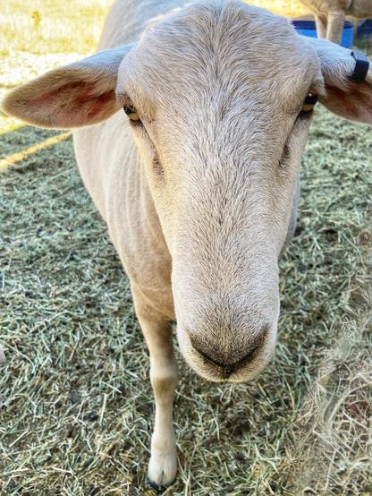 Oswald walking straight to the camera. The photo is at his eye level. In the background, just visible, Chaser the alpaca is standing by his soaking pool.