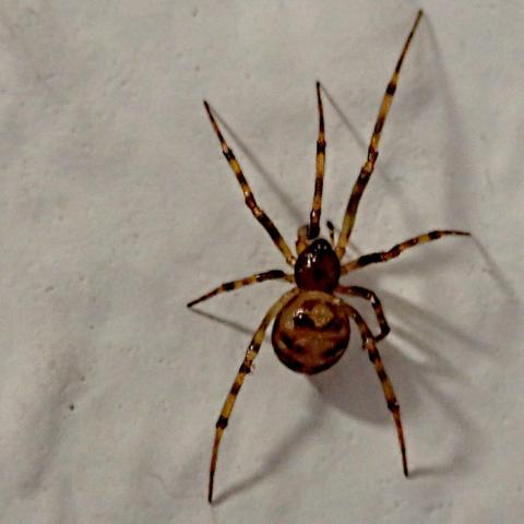 an einer weiß gestrichenen wand, die hier grau erscheint, weil das foto recht dunkel geraten ist, krabbelt eine kleine spinne. sie hat einen sehr runden hellbraun-dunkelbraun gemusterten hinterleib und einen noch runderen dunkelbraunen vorderleib, die beide hübsch glänzen. die beine sind unterschiedlich lang, die längsten ungefähr doppelt so lang wie der körper, und sind hellbraun-dunkelbraun geringelt. das bild ist von niedriger auflösung und hat defizite in der schärfe.