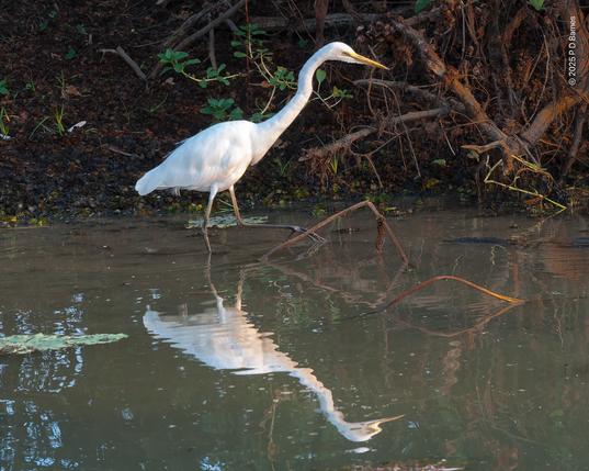 Eastern great egret in Ngurrungurrudjba billabong