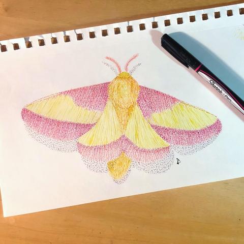A pen and ink drawing of a Rosy Maple Moth with one of the pens used to make it nearby.