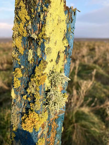 A weathered wooden post covered in lichens on a saltmarsh. The post was painted blue once. Saltmarsh is visible behind it and a thin strip of sea to the horizon.