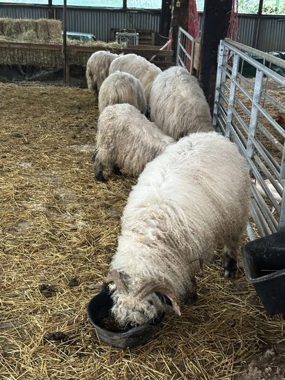 Sheep inside a shed, eating from thugs.
