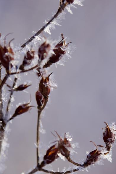 Crystal covered stems