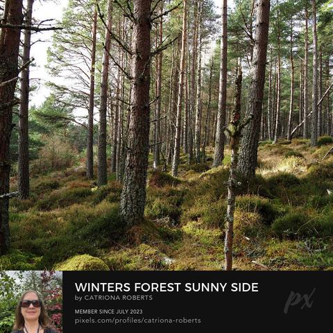 Coloured photograph featuring the design- 

Winter's Forest Sunny Side.

I took this photo during a lovely winter nature walk through the Scottish Highlands. 

Features tall Pine trees stretching upwards, their branches creating a dense canopy. 

Sunlight filters through, illuminating the Heather and Moss carpet at trees base. 

Click links on the main post for options.