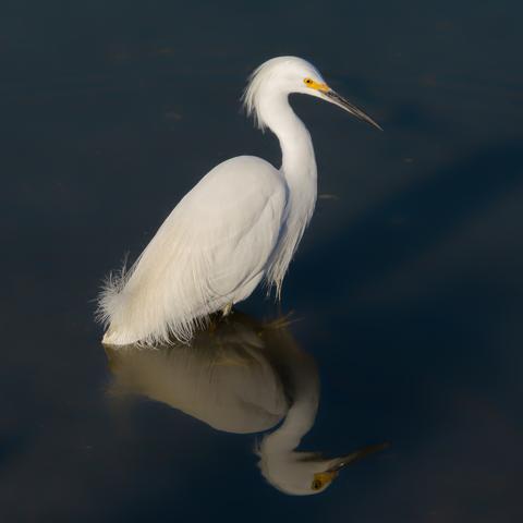 A Snowy Egret in the water, smooth reflection with some ripples.  Yellow foot just visible through the water.