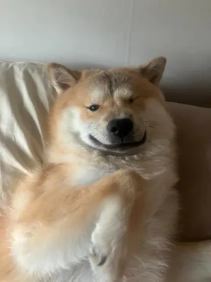 Dog laying on some soft blankets winking.