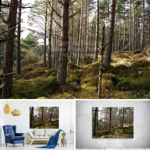 Above coloured photograph featuring the design- 

Winter's Forest Sunny Side.

Lower left design on a Canvas Print on a wall above a couch. 

Lower right design on a Canvas Print on an exhibition wall.

I took this photo during a lovely winter nature walk through the Scottish Highlands. 

Features tall Pine trees stretching upwards, their branches creating a dense canopy. 

Sunlight filters through, illuminating the Heather and Moss carpet at trees base. 

Mockups  combined in a grid format in canva.com 

Click links on the main post for options.