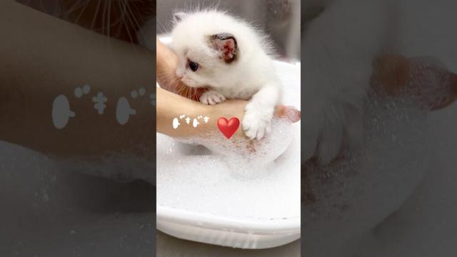 ラグドール子猫 はじめてのお風呂にドキドキ！