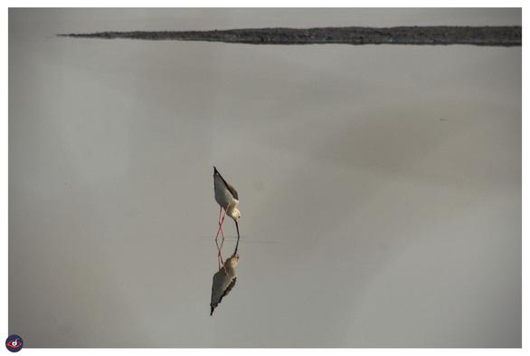 a black backed stilt - bird with long beak, black wings and back, and white body, very long red legs. it is in water and hunting for food, and you can see reflection. there's a small land in the back.