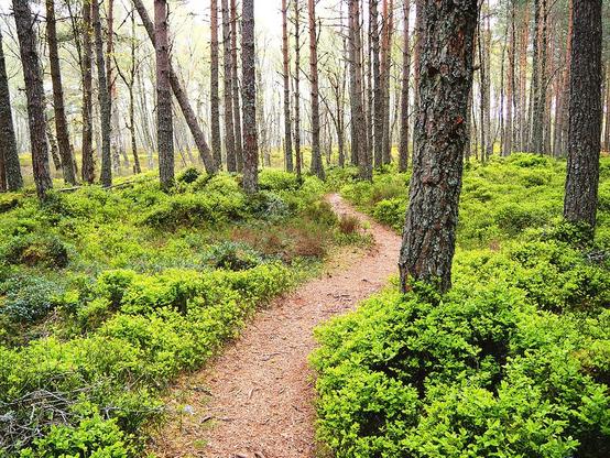 Coloured photograph featuring the design-

 Blay Berries and The Pines.

I took this photo during a lovely summer nature walk through the Scottish Highlands.

 Features a tranquil trail winding through an abundant carpet of lush green Blay Berry bushes, in a beautiful Pine woodland. 

Sunlight filters softly through the canopy, creating a peaceful ambiance. 

Click links on the main post for options.