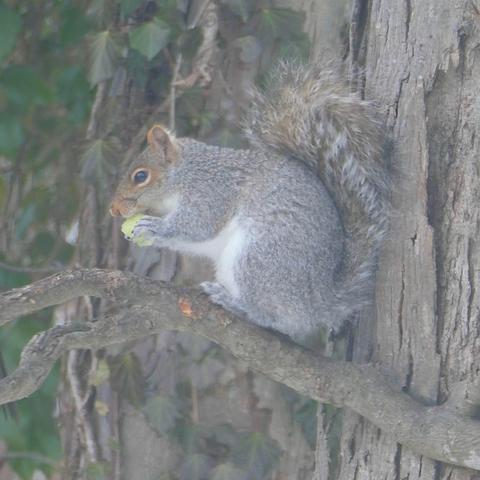 Grey Squirrel with a bit of honey dew melon