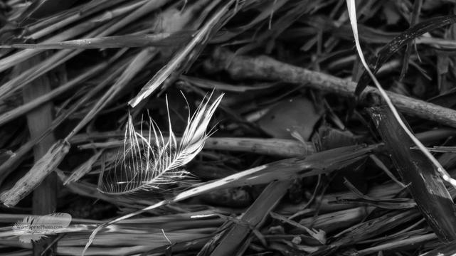 A single, white, wispy bird feather lying on a pile of dry, dark grass and sticks in a black and white photograph.
