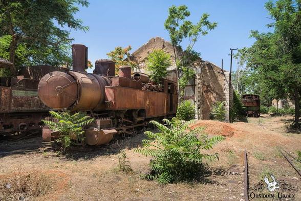 old rusty stam train outside with trees growing around