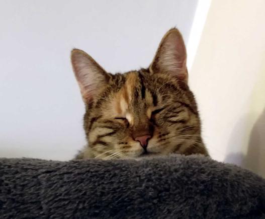 Katze Lilly liegt oben auf der oberen Liegefläche ihres Katzenbaums. Man sieht hauptsächlich ihren Kopf. Die Augen sind zugekniffen, das linke Auge (ihr rechtes) deutlich stärker geschlossen – es ist das erkrankte Auge. Lilly wirkt ruhig, aber angeschlagen.